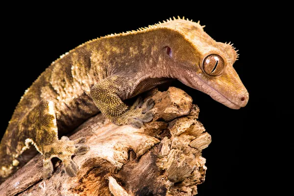 Nya caledonian crested gecko — Stockfoto