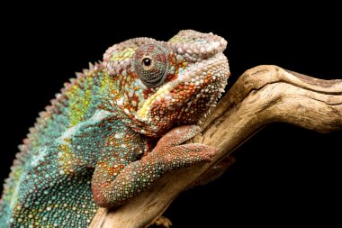 Panter bukalemun (Furcifer pardalis)