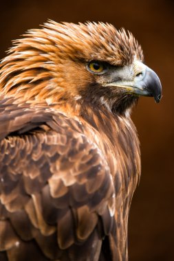Altın kartal (Aquila chrysaetos)