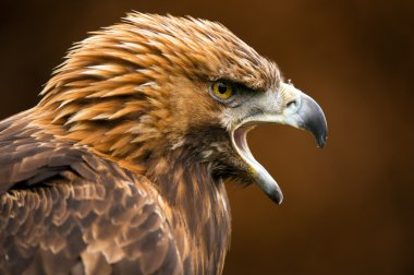 Altın kartal (Aquila chrysaetos)