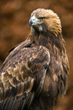 Altın kartal (Aquila chrysaetos)