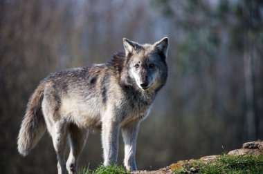 gri kurt (canis lupus)