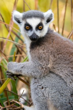 Lemur 'u takip eden halka (Lemur catta)