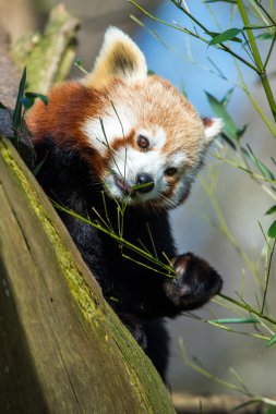Red Panda (Ailurus fulgens)