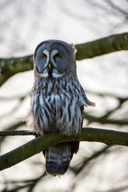 Büyük Gri Baykuş (Strix nebulosa)