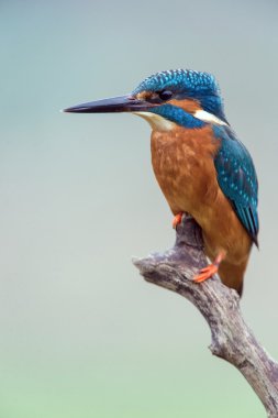 (alcedo şu dala tünemiş kingfisher)
