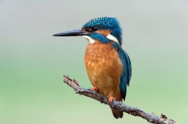 (alcedo şu dala tünemiş kingfisher)