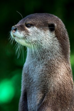 Oriental Small Clawed Otter (aonyx cinerea) clipart