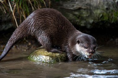 oryantal küçük pençeli su samuru (aonyx cinerea)