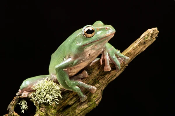 В'єтнамська-синя жаба літаючих (rhacophorus helenae) — стокове фото