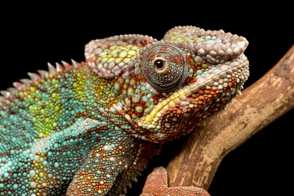 Camaleão-pantera (furcifer pardalis ) — Fotografia de Stock