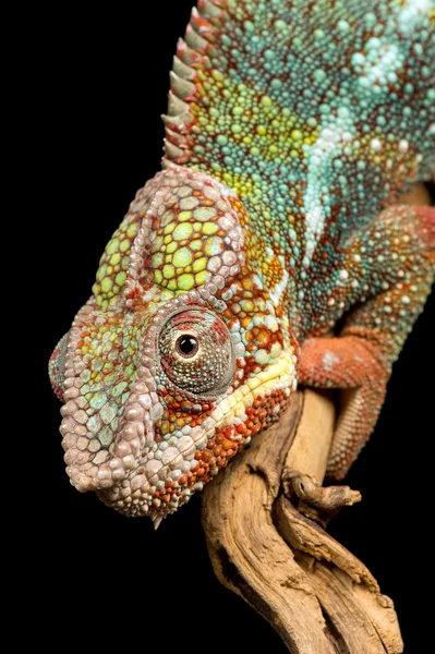 Kameleon lamparci (furcifer Leopard) — Zdjęcie stockowe