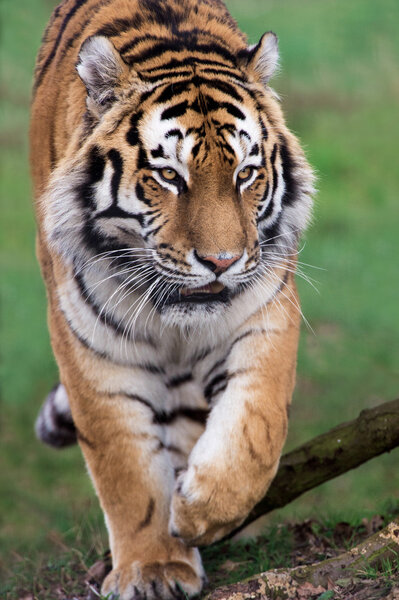 Siberian Tiger (panthera tigris)