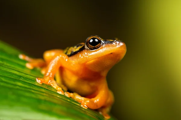 黄金のスゲで、カエル (hyperolius puncticulatus) — ストック写真