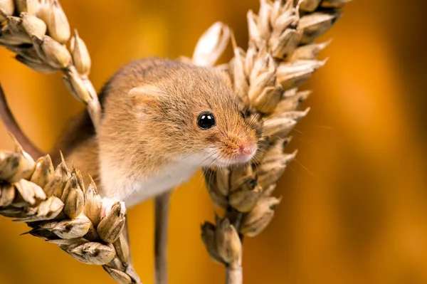 Topo da campo (apodemus sylvaticus ) — Foto Stock