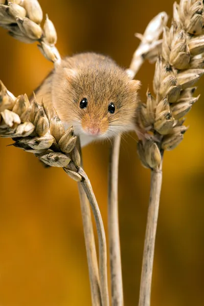 Topo da campo (apodemus sylvaticus ) — Foto Stock