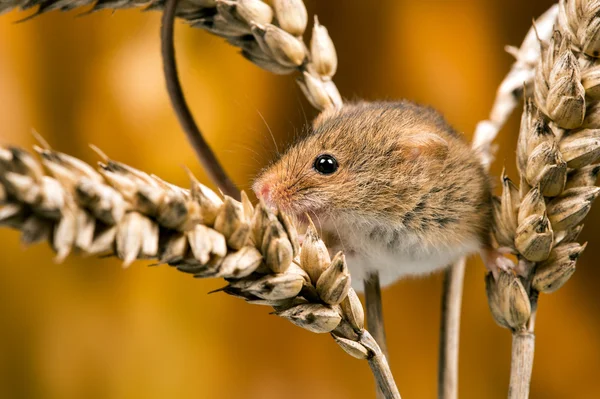 Topo da campo (apodemus sylvaticus ) — Foto Stock