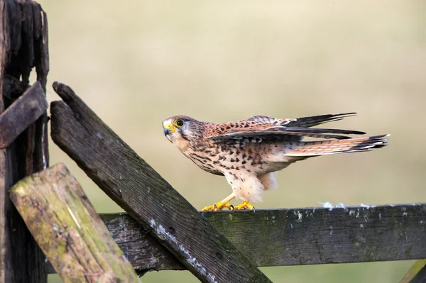 Kestrel on fence (falco tinnunculus) — Stock Photo, Image