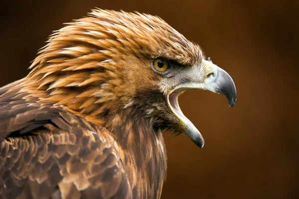 Aigle royal (Aquila chrysaetos)) — Photo