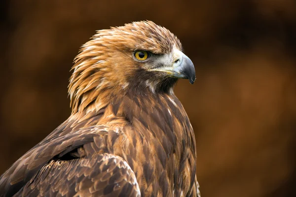 Kungsörn (Aquila chrysaetos)) — Stockfoto