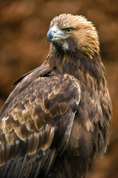 黄金の鷲(Aquila chrysaetos)) — ストック写真