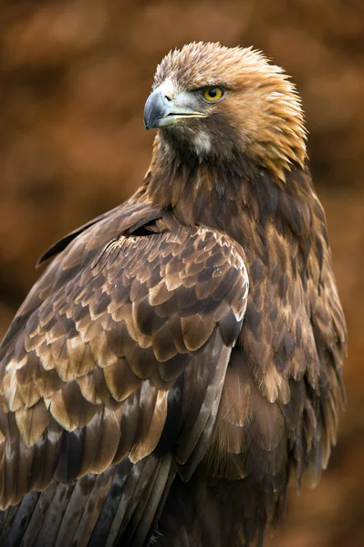 Steinadler (Aquila chrysaetos)) — Stockfoto