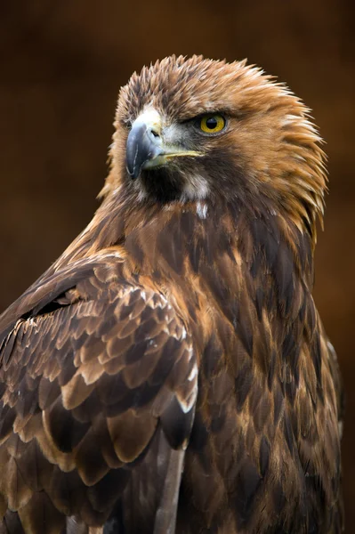 Aquila reale (Aquila chrysaetos) — Foto Stock