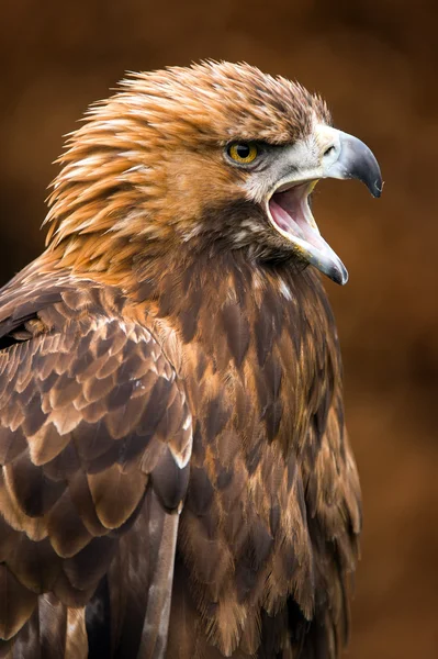 Steinadler (Aquila chrysaetos)) — Stockfoto