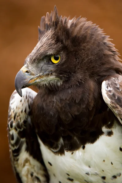 Águila marcial (polemaetus bellicosus ) — Foto de Stock