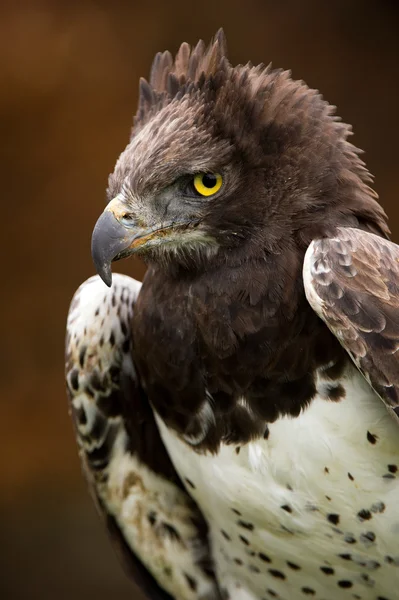 Águila marcial (polemaetus bellicosus ) — Foto de Stock