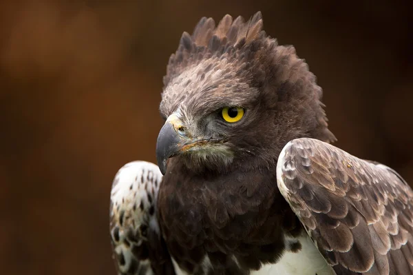 Martial eagle (Polemaetus bellicosus) — Stockfoto