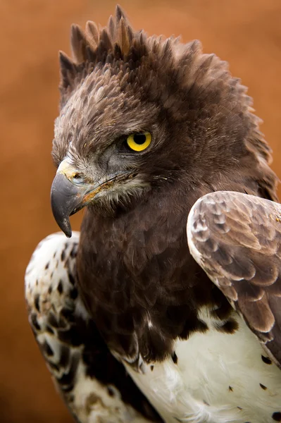 Águila marcial (polemaetus bellicosus ) — Foto de Stock