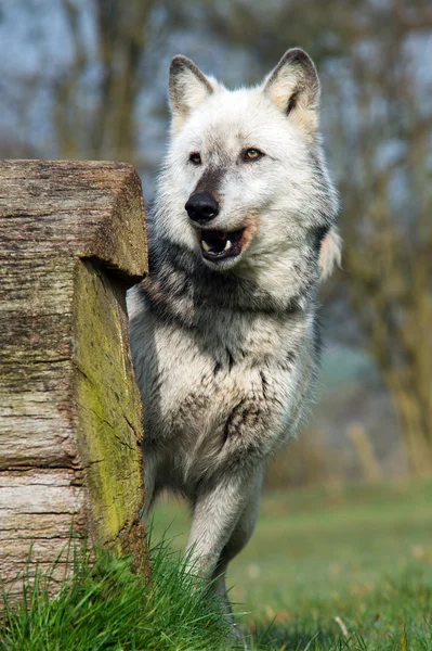 Grauer Wolf (Canis lupus)) — Stockfoto