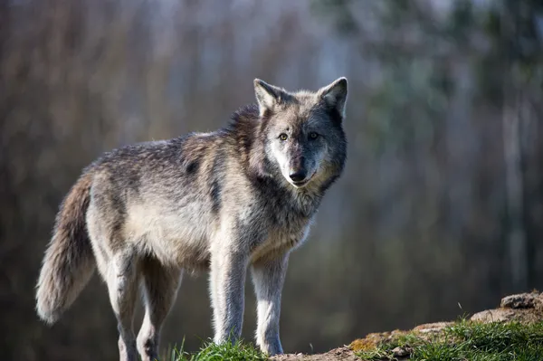 Серый волк (Canis lupus ) — стоковое фото