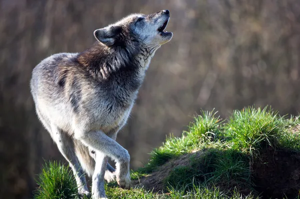 Grauer Wolf (Canis lupus)) — Stockfoto