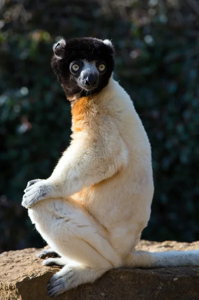 Koronás sifaka (a propithecus coronatus) — Stock Fotó