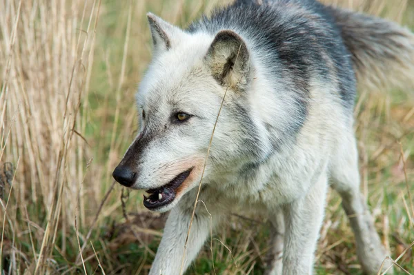 Serigala abu-abu (canis lupus ) — Stok Foto