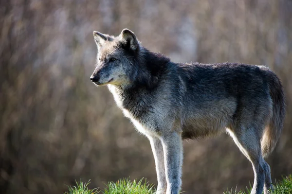 Grauer Wolf (Canis lupus)) — Stockfoto