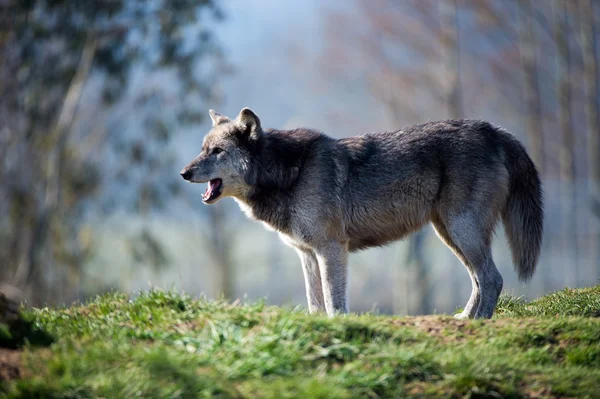 Šedý vlk (canis lupus) — Stock fotografie