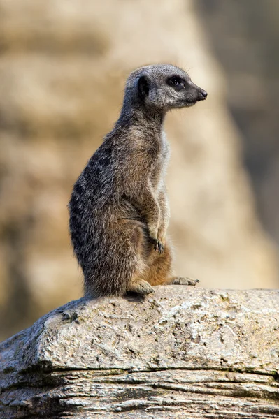 Retrato de Meerkat (suricata suricatta ) —  Fotos de Stock