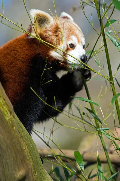 Röd Panda (Ailurus fulgens) — Stockfoto