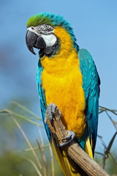 Macaw Parrot (ara ararauna) — Stock Photo, Image