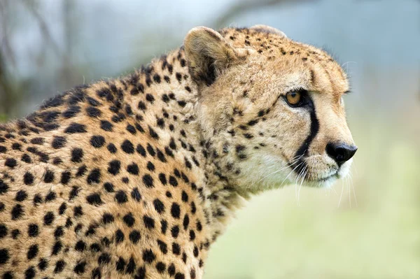 프로 파일 치타 (acinonyx jubatus) — 스톡 사진