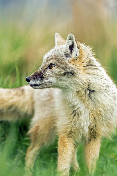 Korsak (vulpes corsac) — Zdjęcie stockowe