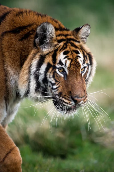 Bengalski Tygrys (panthera tigris tigris) — Zdjęcie stockowe