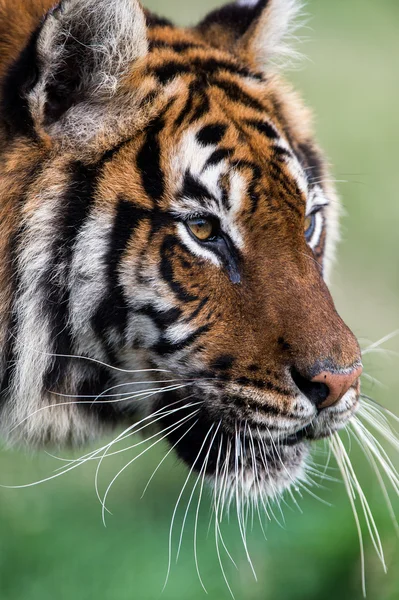 Бенгальский тигр (panthera tigris tigris ) — стоковое фото