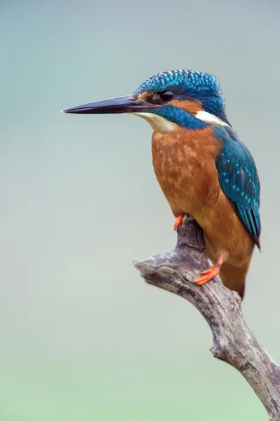 킹 휘 셔 (alcedo atthis 지점에 자리 잡고) — 스톡 사진