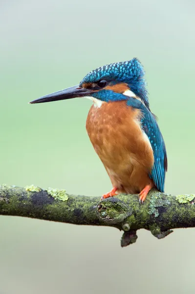 Kingfisher Perched on Branch (alcedo atthis) — Stock Photo, Image