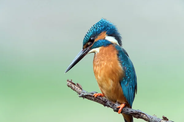 Kingfisher empoleirado no ramo (alcedo atthis ) — Fotografia de Stock