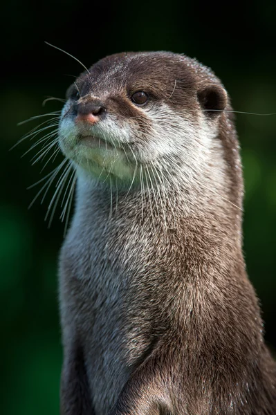 Petite loutre griffée orientale (aonyx cinerea ) — Photo